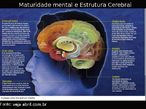 Cientistas vem mapeando o crebro de cerca de 1 000 adolescentes com tcnicas avanadas de tomografia. As descobertas so surpreendentes, especialmente se considerarmos que at h alguns anos era consenso cientfico que o crebro completava seu crescimento na infncia e no se alterava mais. Hoje se sabe que vrias estruturas cerebrais seguem evoluindo durante a adolescncia, embora nem todas cresam.  * Regio Parietal: responsvel pela ateno e noo de espao. Atinge a maturidade aos 16 anos  * Regio Frontal : responsvel pelo autocontrole, pela capacidade de discernimento e pelo humor. Atinge a maturidade aos 20 anos.  * Sistema Lmbico : responsvel pelas emoes, como a raiva. Atinge a maturidade aos 20 anos.  * Regio Temporal: responsvel pela memria. Atinge a maturidade aos 16 anos